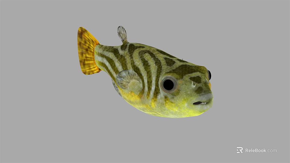 Green and Yellow Striped Puffer Fish in Marine Habitat with Big Eyes 3d model 