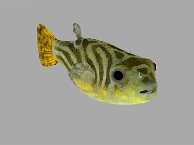 Green and Yellow Striped Puffer Fish in Marine Habitat with Big Eyes 3d model