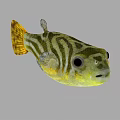 Green and Yellow Striped Puffer Fish in Marine Habitat with Big Eyes