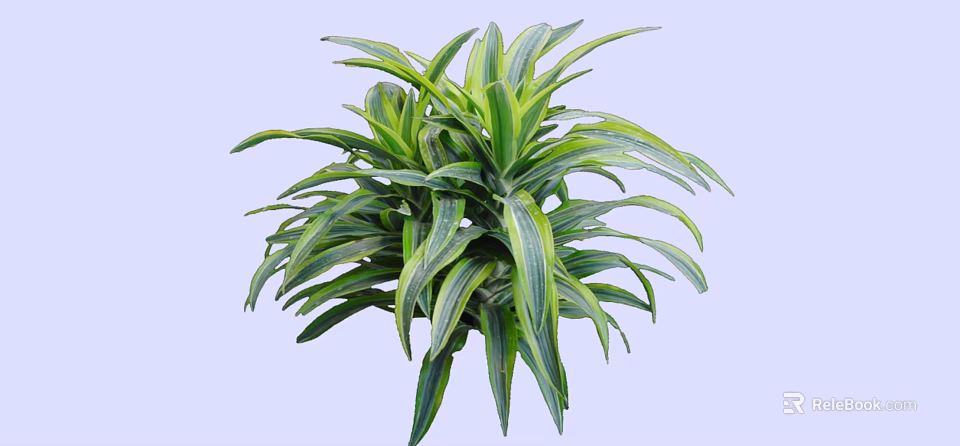 Shrub with Green and Yellow Striped Long Slender Leaves in Lush Dense Foliage 3d model 