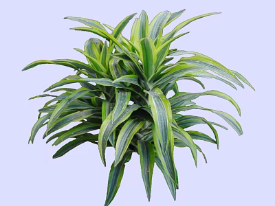 Shrub with Green and Yellow Striped Long Slender Leaves in Lush Dense Foliage 3d model