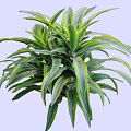 Shrub with Green and Yellow Striped Long Slender Leaves in Lush Dense Foliage