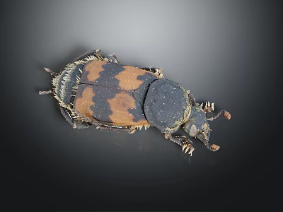 Detailed Black and Brown Patterned Beetle With Exoskeleton on Dark Background 3d model