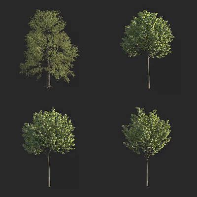 Four Arbor Trees With Lush Green Foliage And Distinct Growth Forms Displayed 3d model