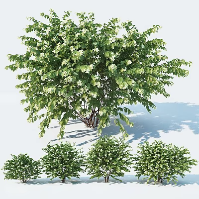 Green Shrub with White Flowers and Smaller Shrubs in Garden Landscape 3d model Green Shrub with White Flowers and Smaller Shrubs in Garden Landscape 3d model