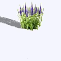 Tall Purple Flower Spikes Growing With Lush Green Leaves In A Bushy Cluster