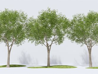 Modern Tree Landscape Tree Arbor Trees 3d model