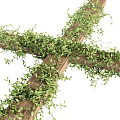 Lush Green Vines and Leaves Covering Crossed Wooden Frames in Garden