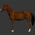 Realistic Brown Horse With White Face And White Hooves Standing On Dark Background