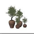 Bonsai Olive Trees in Terracotta Pots with Various Sizes for Indoor Decorative