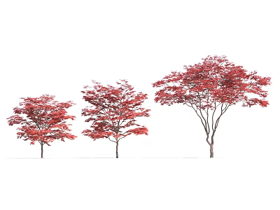 Three Arbor Trees Featuring Vibrant Red Leaves in Different Sizes Standing Together 3d model