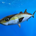 Graceful Tuna Swimming in Clear Blue Water with Yellow and White Body