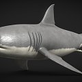 Modern Shark Great White Shark 3d model