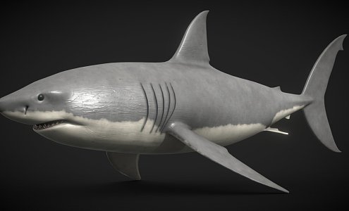 Modern Shark Great White Shark 3d model