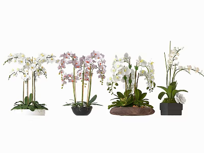 Bonsai Potted Orchid Plants In Various Colors With Green Leaves And Decorative Pots 3d model
