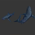 Two Small and Large Shark Models on White Background with Realistic Features