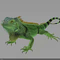 Green Iguana With Vibrant Color Orange Frills And Striped Tail On Dark Background