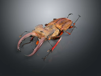 Stag Beetle With Large Mandibles And Brown Red Body On Dark Background 3d model