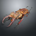 Stag Beetle With Large Mandibles And Brown Red Body On Dark Background
