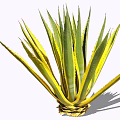 Green and Yellow Leaf Shrub With Long Pointed Thorny Edges And Clustered Growth
