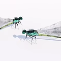 Two Vibrant Green Dragonflies With Transparent Wings On White Background Surface