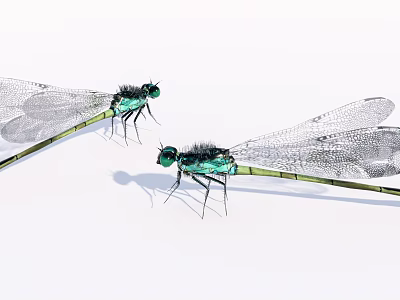 Two Vibrant Green Dragonflies With Transparent Wings On White Background Surface 3d model