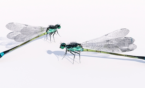 Modern Dragonfly Flying Animals 3d model