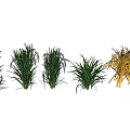 Garden Landscape Featuring Diverse Green And Golden Ornamental Grasses
