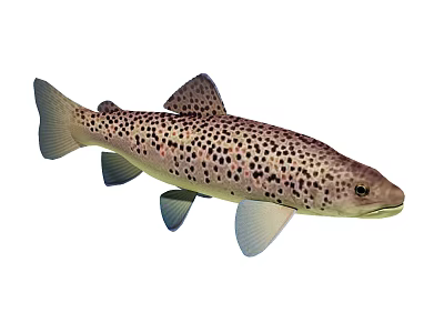 Spotted Brown Trout Aquatic Animal With Light Colored Fins And Streamlined Body 3d model