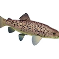 Spotted Brown Trout Aquatic Animal With Light Colored Fins And Streamlined Body