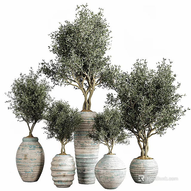 Olive Tree Bonsai Plants in Various Sizes Textured Ceramic Pots 3d model