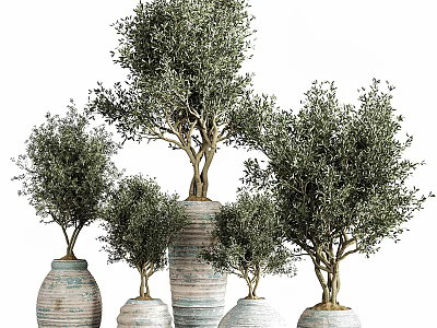 Olive Tree Bonsai Plants in Various Sizes Textured Ceramic Pots 3d model