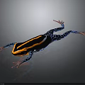 Vibrant Poison Dart Frog with Black Orange Yellow Stripes Blue Spotted Limbs on Gray Background