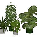 Various Potted Plants with Different Leaf Types in Green and Gray Ceramic Pots