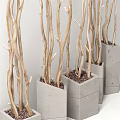 Bonsai Potted Plants With Slender Branches In Square Concrete Pots For Indoor Decor