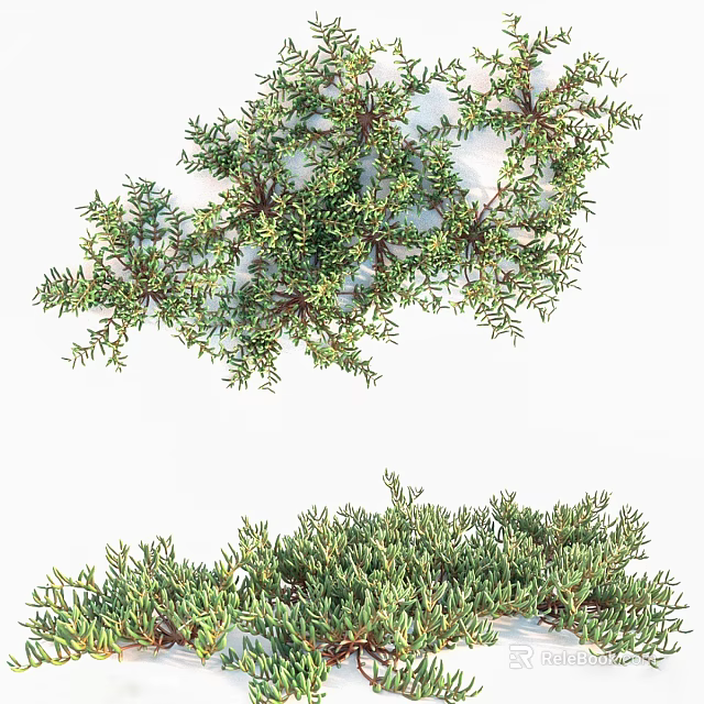 Green Foliage Plant With Lush Branches Natural Texture And Different Angles 3d model 