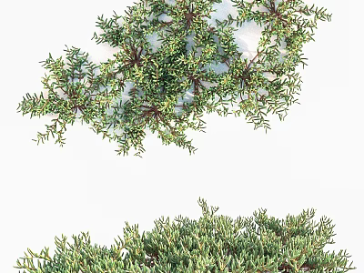Green Foliage Plant With Lush Branches Natural Texture And Different Angles 3d model