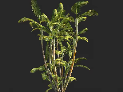 Tall Palm Trees With Lush Green Fronds And Sturdy Trunks In Natural Scene 3d model