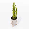 Tall Decorative Bonsai Cactus Plant in White Pot on Wooden Stand