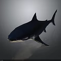 Realistic Shark 3D Model with Deep Blue Body and White Underbelly on Dark Background