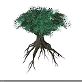 Green Leafy Tree With Exposed Brown Roots And Unique Natural Shape