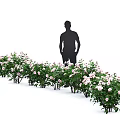 Fresh Pink And White Roses In Vase With Lush Green Leaves Decor