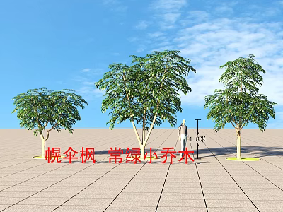 Roadside Facilities Featuring Evergreen Small Trees With 5 Meters Height And Paved Ground 3d model
