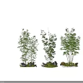 Lush Bamboo Plants with Clumping Growth Green Leaves and Decorative Rocks Mossy Base