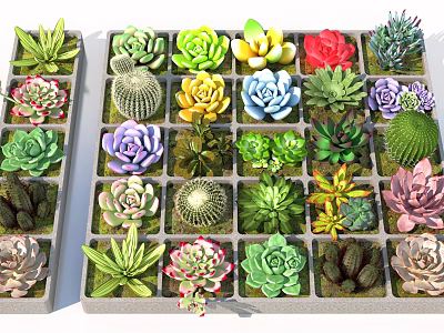Colorful Succulent Potted Plants in Grid Containers with Various Types and Shapes 3d model