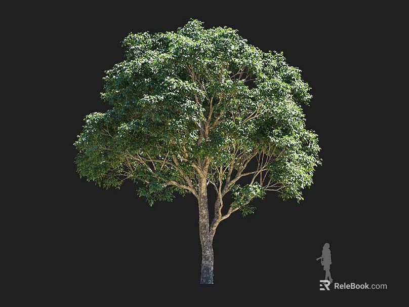 Tall Arbor Tree With Lush Green Foliage And Textured Trunk Beside Human Figure For Scale 3d model 