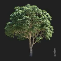Tall Arbor Tree With Lush Green Foliage And Textured Trunk Beside Human Figure For Scale