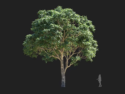 Tall Arbor Tree With Lush Green Foliage And Textured Trunk Beside Human Figure For Scale 3d model