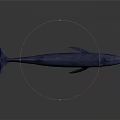 Blue Whale Model Displayed On Gray Background With Realistic Details 3d model