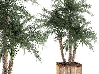 Modern A beautiful lush little decorative palm tree in a box with Robin forest dates palm groves 3d model